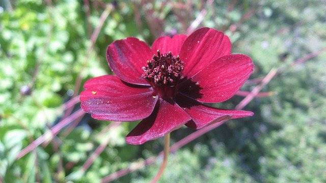 Download gratuito Red Cosmos Flower: foto o immagine gratuita da modificare con l'editor di immagini online GIMP