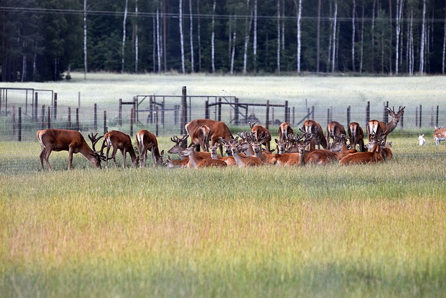 Téléchargement gratuit d'animaux de cerf rouge troupeau prairie image gratuite à éditer avec l'éditeur d'images en ligne gratuit GIMP