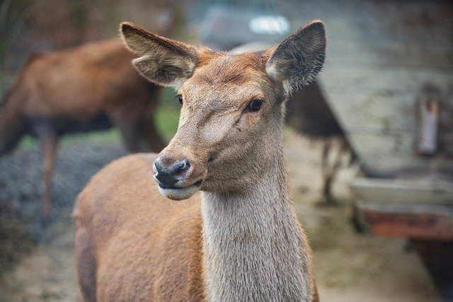 Free download red deer deer doe wildlife zoo free picture to be edited with GIMP free online image editor