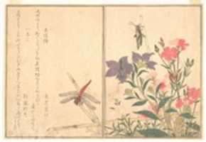 Free download Red Dragonfly (Akatonbo); Locust (Inago), from the Picture Book of Crawling Creatures (Ehon mushi erami) free photo or picture to be edited with GIMP online image editor