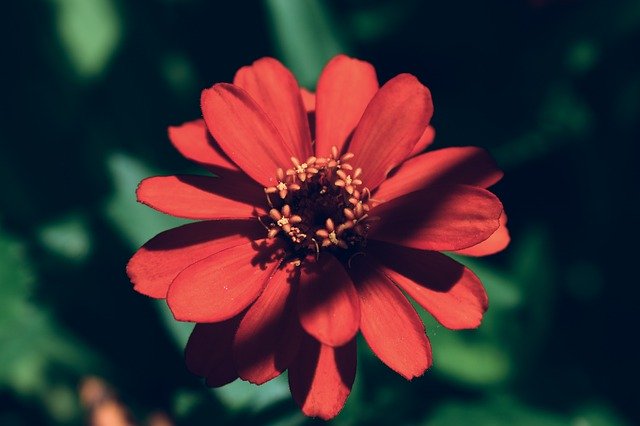 Download gratuito Red Flower Bloom - foto o immagine gratuita da modificare con l'editor di immagini online di GIMP