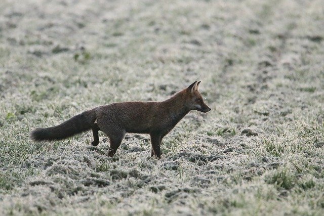 Free download red fox winter animal mammal free picture to be edited with GIMP free online image editor