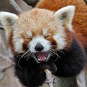 Schermo TV RED PANDA per estensione Chrome web store in OffiDocs Chromium