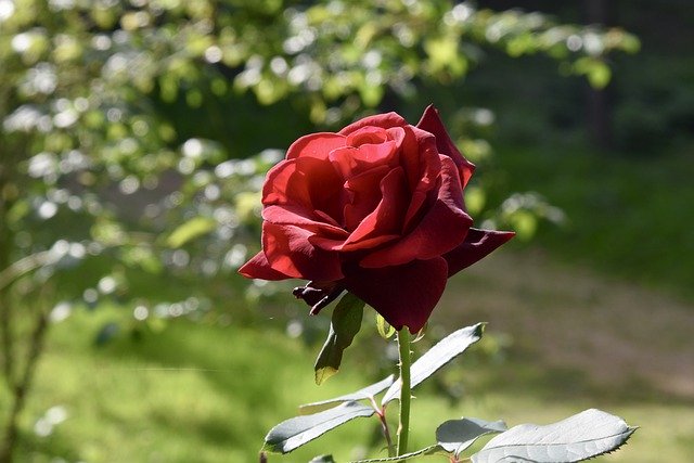 Free download red rose flower pink prickly flower free picture to be edited with GIMP free online image editor