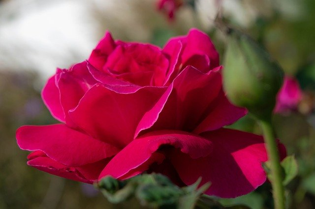 Téléchargement gratuit de fleurs de roses rouges - photo ou image gratuite à éditer avec l'éditeur d'images en ligne GIMP