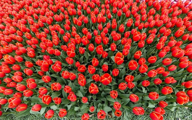 Download gratuito Red Spring Tulips: foto o immagini gratuite da modificare con l'editor di immagini online GIMP