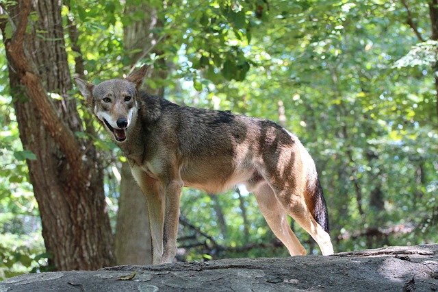 ดาวน์โหลดฟรี Red Wolf Dog Mammal - ภาพถ่ายหรือรูปภาพฟรีที่จะแก้ไขด้วยโปรแกรมแก้ไขรูปภาพออนไลน์ GIMP