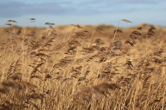 Free download reeds north sea nature landscape free picture to be edited with GIMP free online image editor