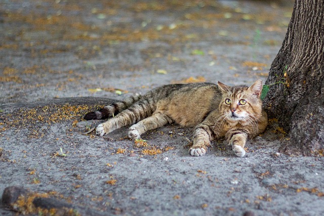 Free download resting cat the cat lies cat pet free picture to be edited with GIMP free online image editor