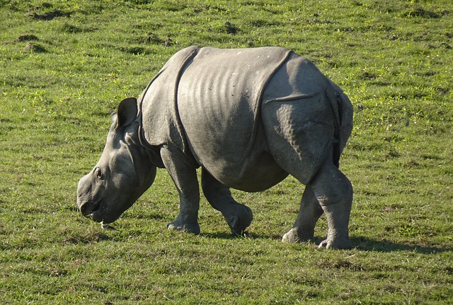 Free download rhinoceros rhino calf one horned free picture to be edited with GIMP free online image editor