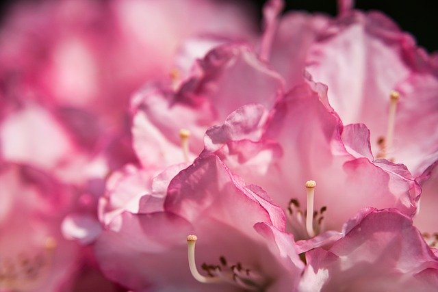 Free download rhododendron azaleas flowers spring free picture to be edited with GIMP free online image editor