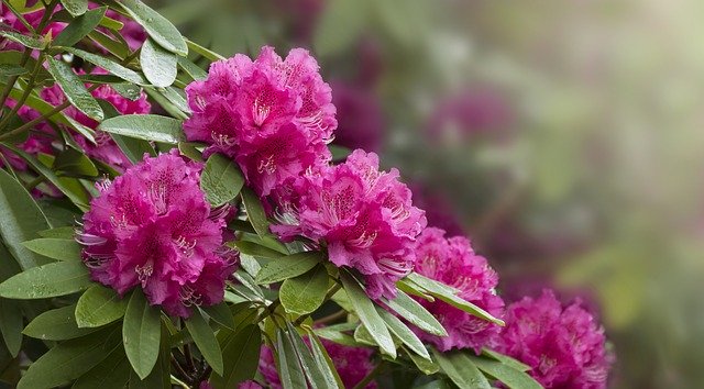 Téléchargement gratuit Rhododendron Flowers Pink - photo ou image gratuite à éditer avec l'éditeur d'images en ligne GIMP