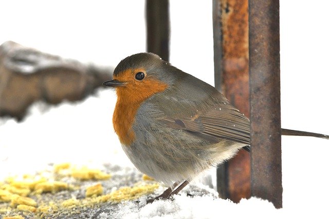 Free download robin bird snow shelter animal free picture to be edited with GIMP free online image editor