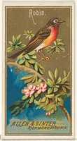 Free download Robin, from the Birds of America series (N4) for Allen & Ginter Cigarettes Brands free photo or picture to be edited with GIMP online image editor