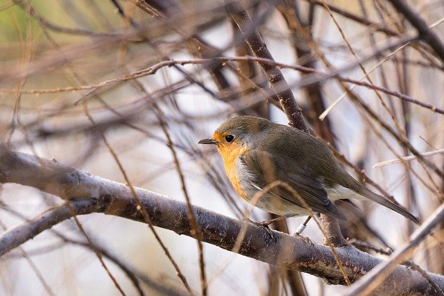 ດາວໂຫຼດຟຣີ robin redbreast bird aavian picture free to be edited with GIMP free online image editor