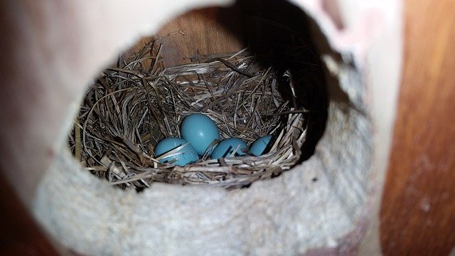 Scarica gratuitamente Robins Egg Blue Eggs Nest: foto o immagine gratuita da modificare con l'editor di immagini online GIMP