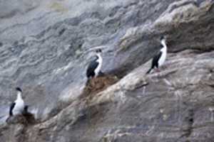 Free download Rock Cormants guard nests near Condor Glaciier free photo or picture to be edited with GIMP online image editor