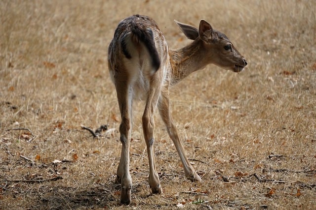 Unduh gratis roe deer deer animal fawn mamalia gambar gratis untuk diedit dengan editor gambar online gratis GIMP