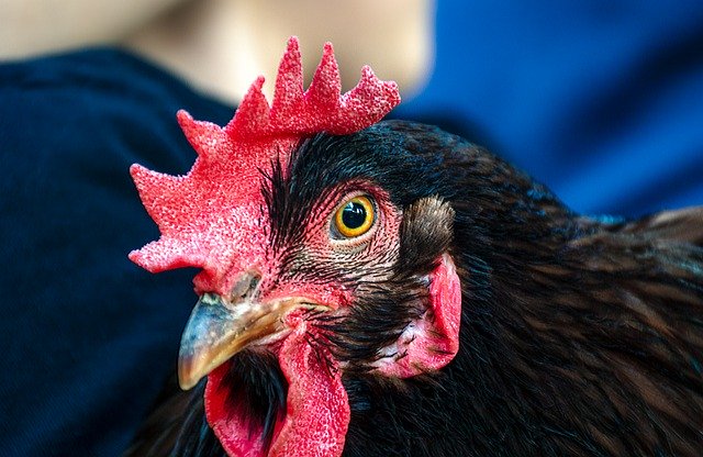 Free download rooster chicken poultry farm rural free picture to be edited with GIMP free online image editor