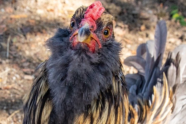 免费下载 Rooster Cock Cockerel - 使用 GIMP 在线图像编辑器编辑的免费照片或图片