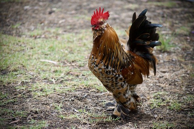 Free download rooster cockerel chicken bird free picture to be edited with GIMP free online image editor