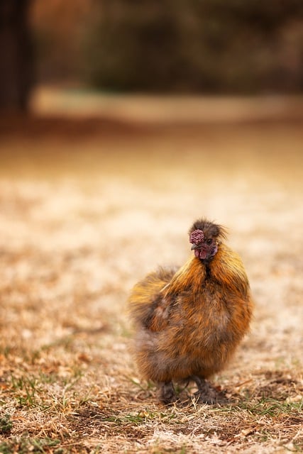 הורדה חינם תרנגול silkie chicken תמונה בחינם לעריכה עם עורך תמונות מקוון בחינם של GIMP