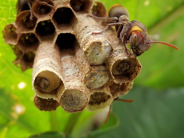 Tổ ong vò vẽ: Xem hình ảnh này để có thể chiêm ngưỡng tổ ong vò vẽ hoàn hảo nhất mà bạn từng thấy. Bạn sẽ bị thu hút bởi sự tinh tế và nghệ thuật của tổ này.