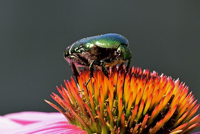 Free download rose beetle insect close up blossom free picture to be edited with GIMP free online image editor