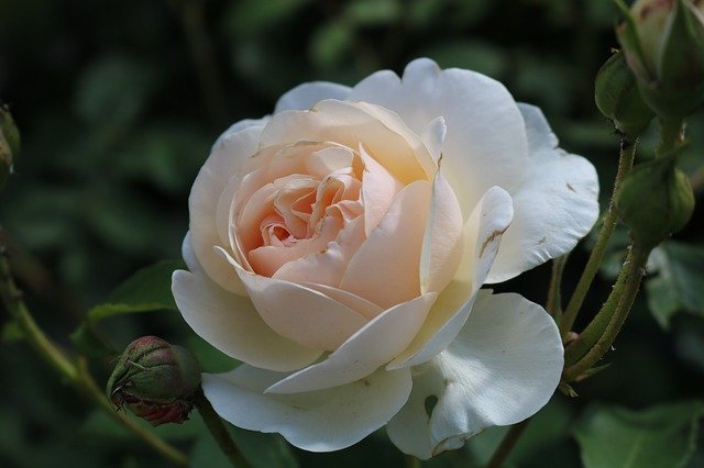 Téléchargement gratuit rose lumineux l blanc jardin blanc image gratuite à éditer avec l'éditeur d'images en ligne gratuit GIMP