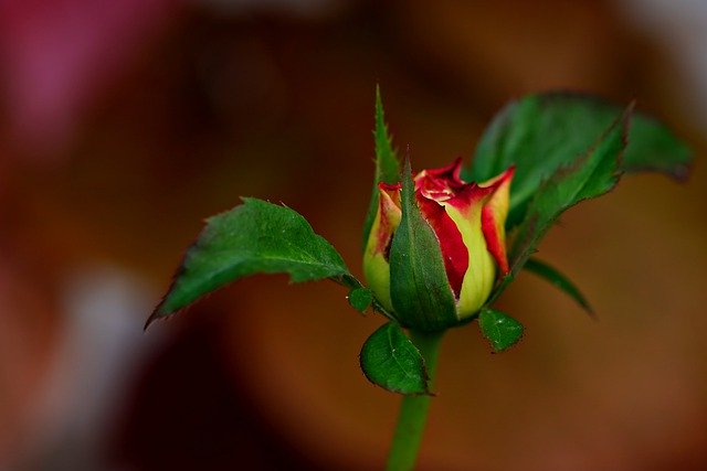 Free graphic rose bud flower plant rose to be edited by GIMP free image editor by OffiDocs