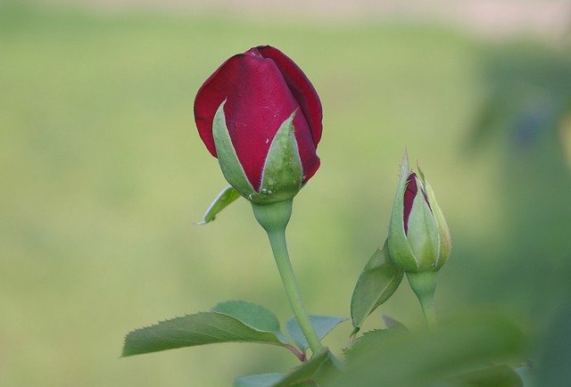 Téléchargement gratuit de Rose Bourgogne Fleurs - photo ou image gratuite à éditer avec l'éditeur d'images en ligne GIMP