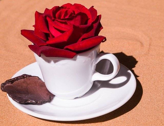 ດາວໂຫຼດຟຣີ Rose Cup Romantic - ຮູບພາບຫຼືຮູບພາບທີ່ບໍ່ເສຍຄ່າເພື່ອແກ້ໄຂດ້ວຍບັນນາທິການຮູບພາບອອນໄລນ໌ GIMP