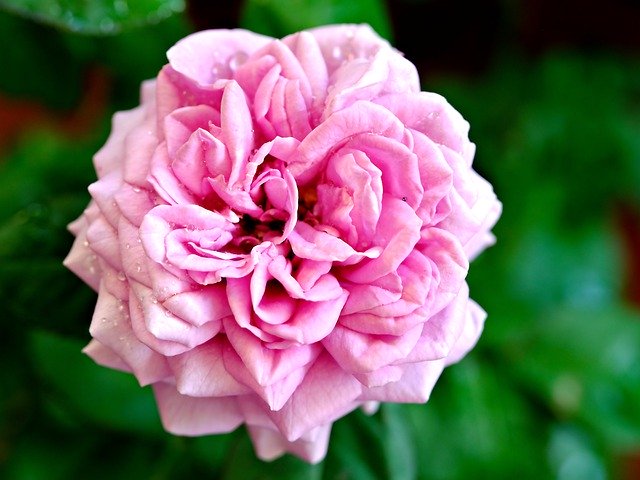 Free download rose flower dew wet pink rose free picture to be edited with GIMP free online image editor