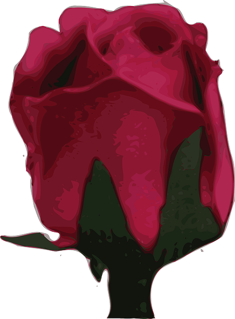 Free download Rose Flower Red - Free vector graphic on Pixabay free illustration to be edited with GIMP free online image editor