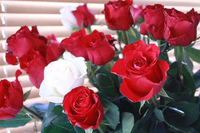 Libreng download rose flowers red rose white roses libreng larawan na ie-edit gamit ang GIMP free online image editor