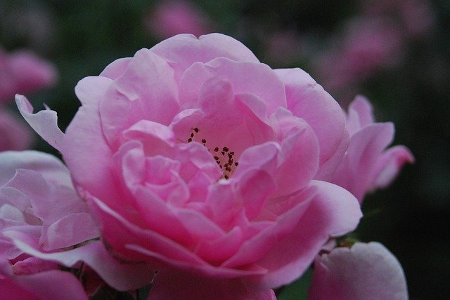 免费下载 Rose Garden Bloom - 使用 GIMP 在线图像编辑器编辑的免费照片或图片