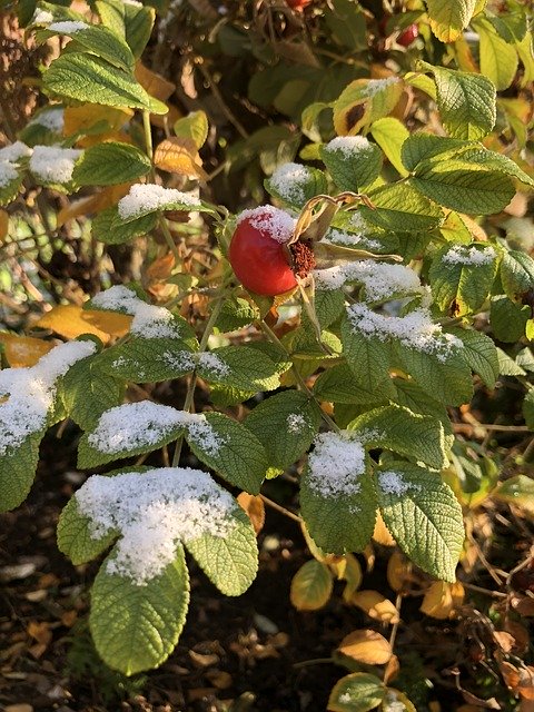 ดาวน์โหลดฟรี Rose Hip Snow - ภาพถ่ายหรือรูปภาพฟรีที่จะแก้ไขด้วยโปรแกรมแก้ไขรูปภาพออนไลน์ GIMP