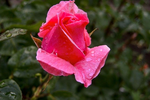 ດາວໂຫຼດຟຣີ Rose Nature Drop Of Water - ຮູບພາບ ຫຼືຮູບພາບທີ່ບໍ່ເສຍຄ່າເພື່ອແກ້ໄຂດ້ວຍຕົວແກ້ໄຂຮູບພາບອອນໄລນ໌ GIMP