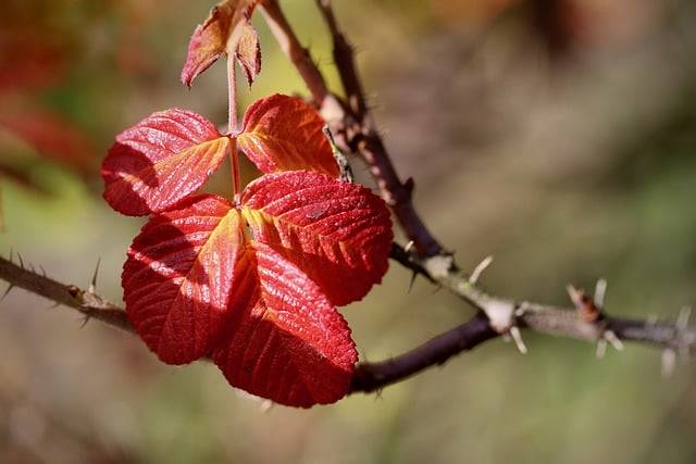 Téléchargement gratuit rosenblatt couleur d'automne feuille rouge image gratuite à éditer avec l'éditeur d'images en ligne gratuit GIMP