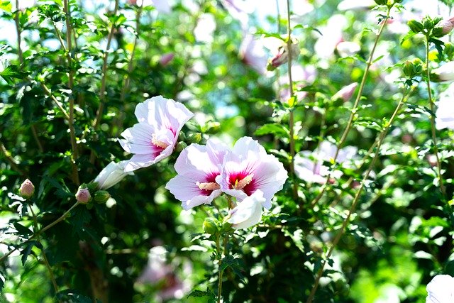 Free download rose of sharon common hibiscus korea free picture to be edited with GIMP free online image editor