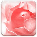 Free download Rose Pink -  free photo or picture to be edited with GIMP online image editor