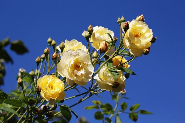 Free download roses flowers plant bush rose free picture to be edited with GIMP free online image editor