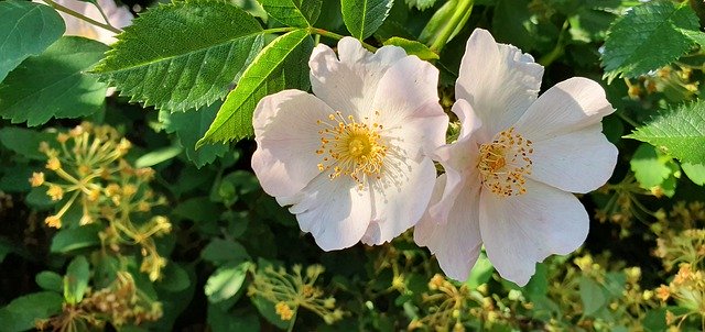 Bezpłatne pobieranie Rose Wild Flower - darmowe zdjęcie lub obraz do edycji za pomocą internetowego edytora obrazów GIMP