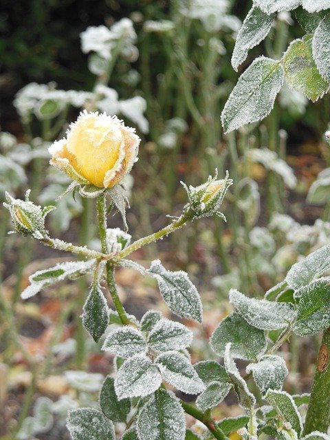 הורדה חינם Rose Winter Ice - תמונה או תמונה בחינם לעריכה עם עורך התמונות המקוון GIMP