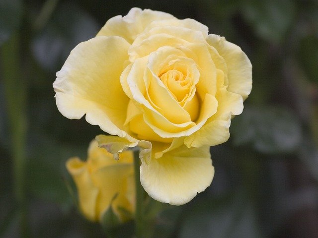 Free download Rose Yellow -  free photo or picture to be edited with GIMP online image editor