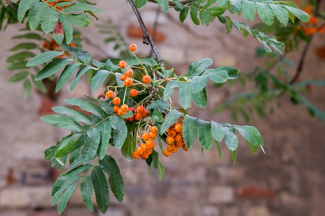 ດາວ​ໂຫຼດ​ຟຣີ Rowan Branch Fruit - ຮູບ​ພາບ​ຟຣີ​ຫຼື​ຮູບ​ພາບ​ທີ່​ຈະ​ໄດ້​ຮັບ​ການ​ແກ້​ໄຂ​ກັບ GIMP ອອນ​ໄລ​ນ​໌​ບັນ​ນາ​ທິ​ການ​ຮູບ​ພາບ​