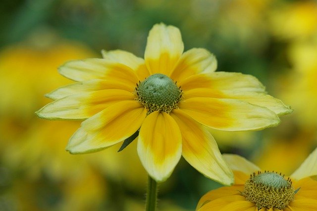 Free download rudbeckia flower plant prairie sun free picture to be edited with GIMP free online image editor