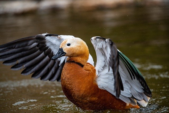 Free download ruddy shelduck duck bird animals free picture to be edited with GIMP free online image editor