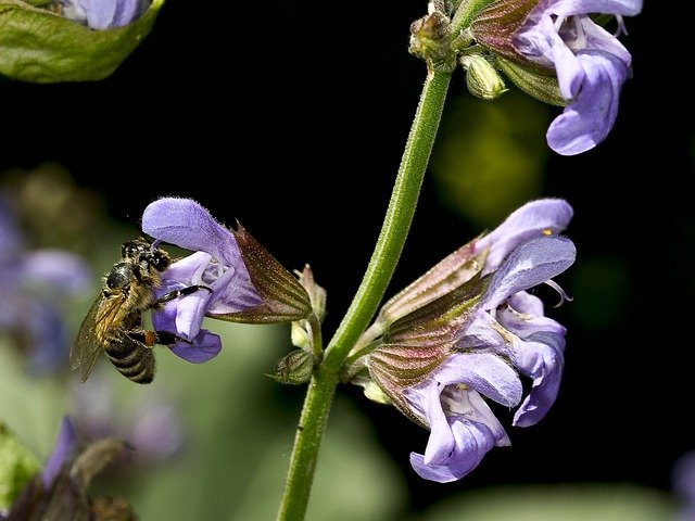 دانلود رایگان Sage Flower Nature Bee Close - عکس یا تصویر رایگان قابل ویرایش با ویرایشگر تصویر آنلاین GIMP