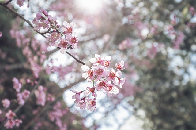 Free download sakura flower da lat vietnam sunny free picture to be edited with GIMP free online image editor